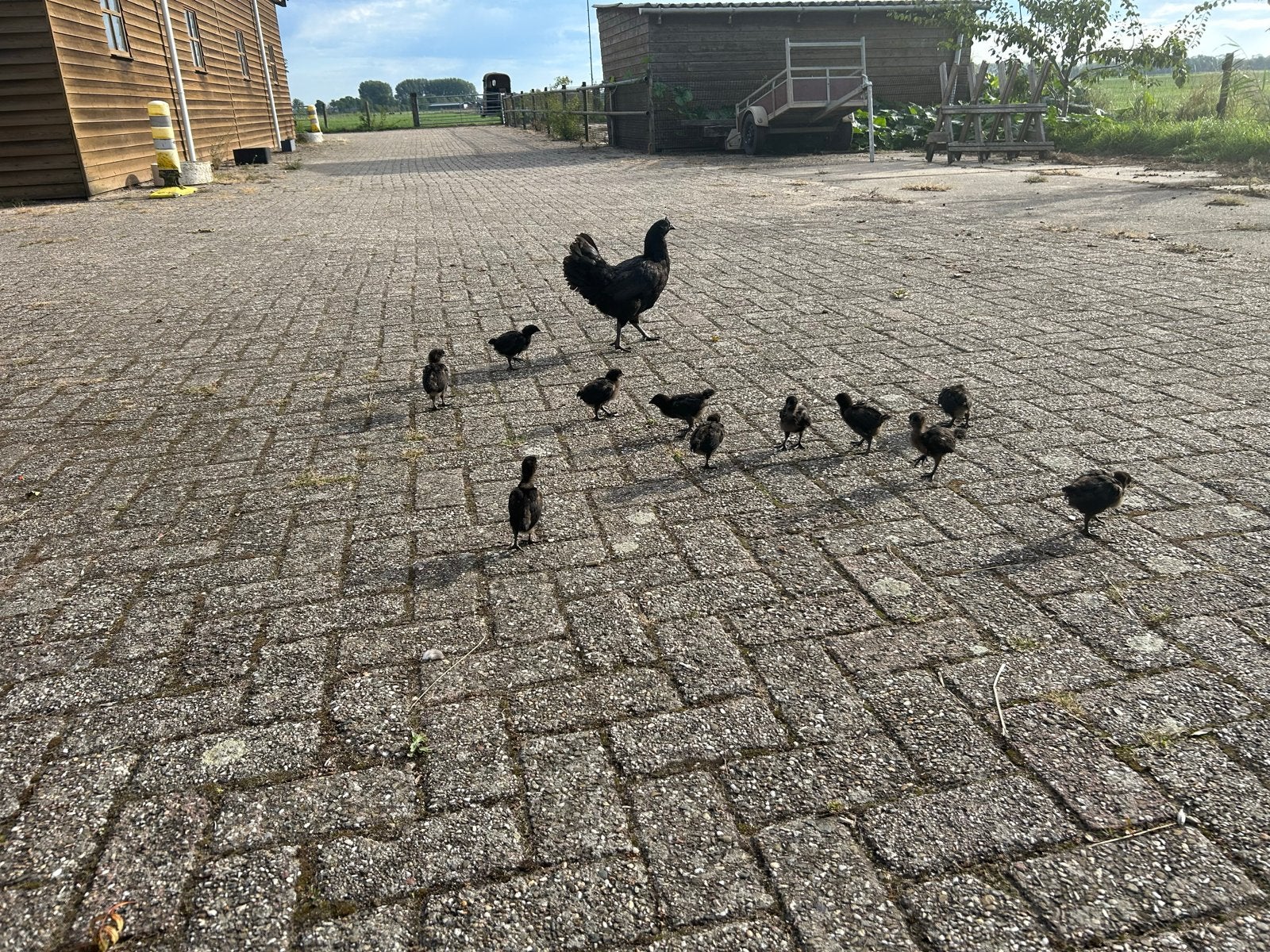 Ajam cemani kip met 11 kuikens., Dieren en Toebehoren, Kip