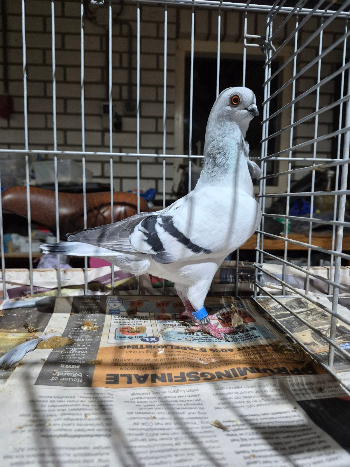 Italiaanse meeuwen, Dieren en Toebehoren, Meerdere dieren, Overige soorten