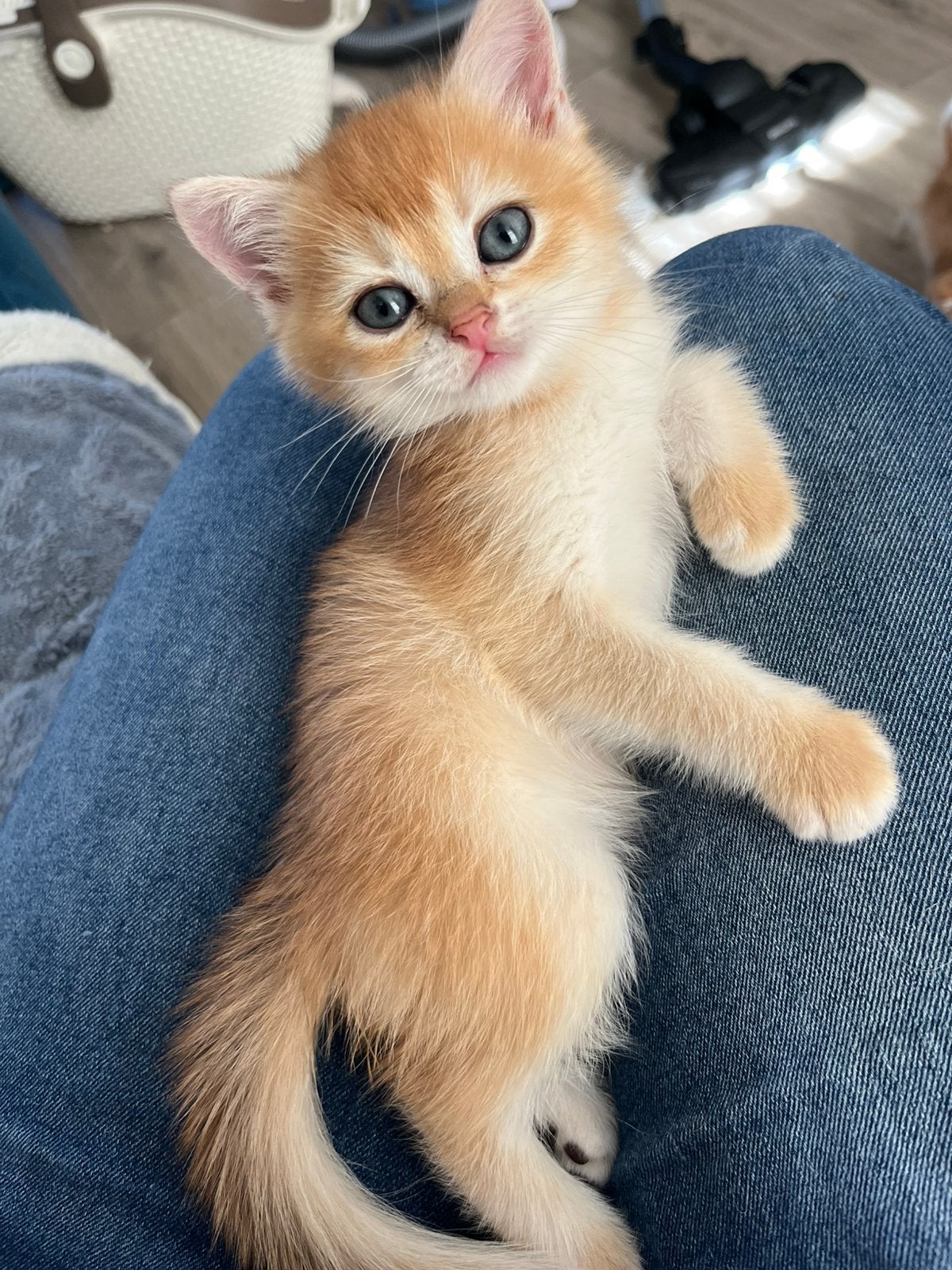 Britse korthaar golden/ silver shaded point kittens te koop, Meerdere dieren, Ontwormd, 0 tot 2 jaar