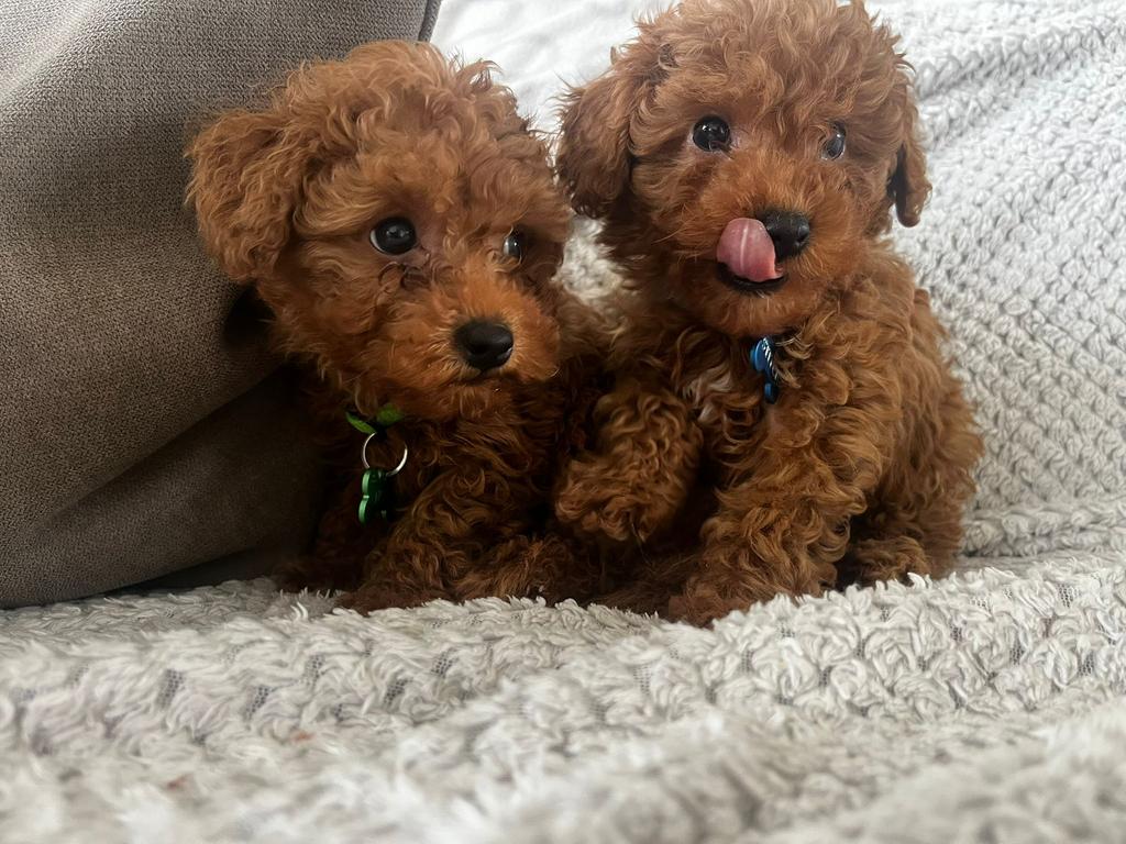 Dwergpoedel, Dieren en Toebehoren, Poedel, Parvo, België, Particulier