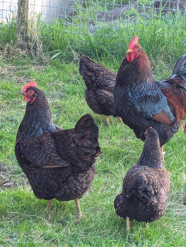 Broed eieren dubbel gezoomde barnevelder, Geslacht onbekend, Kip