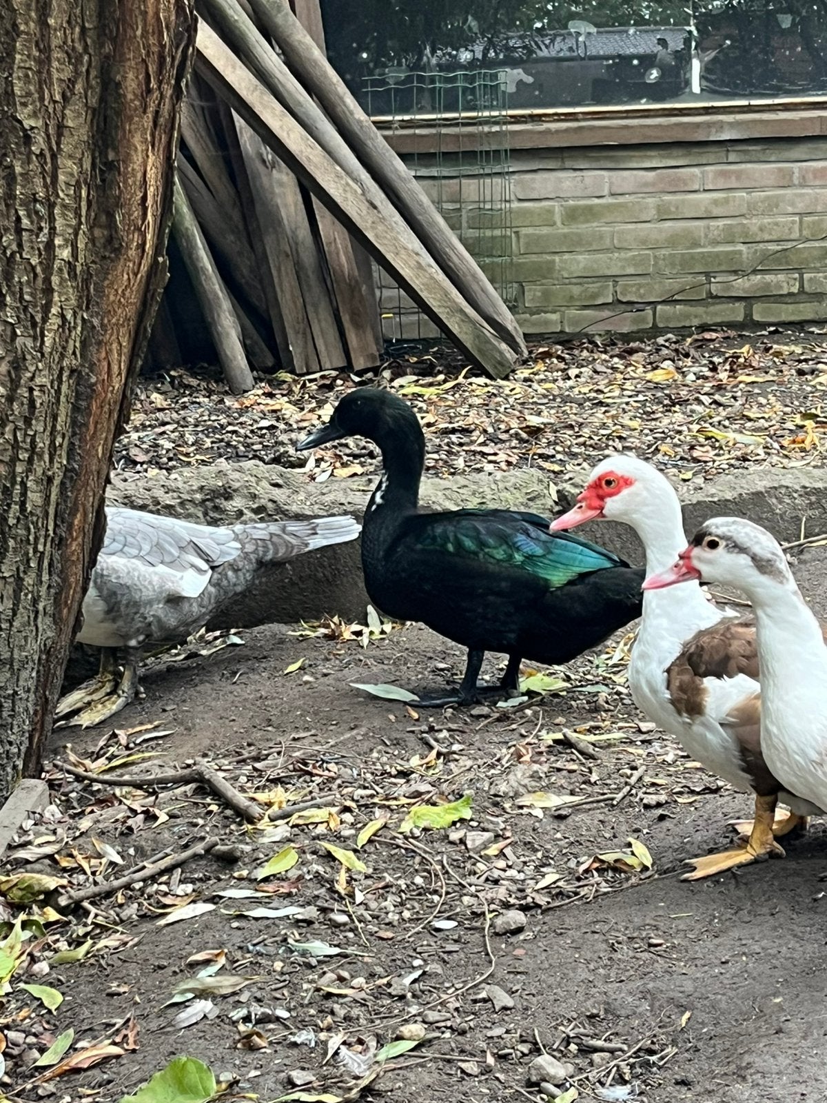 Cayuga eend, cayuga eenden., Dieren en Toebehoren, Mannelijk, Eend