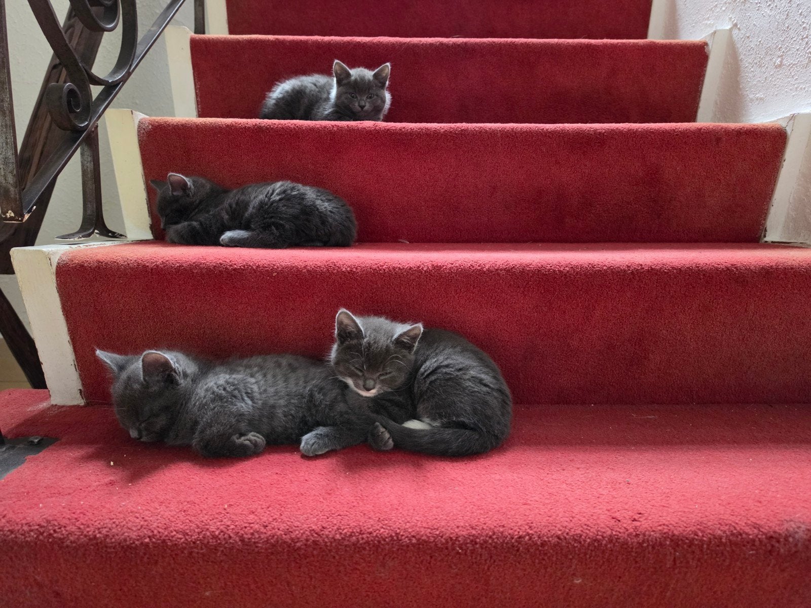 Mooie sociale blauwe kittens, Moeder Ragdol Burmees aanwezig, Dieren en Toebehoren, Meerdere dieren, Kortharig, 0 tot 2 jaar