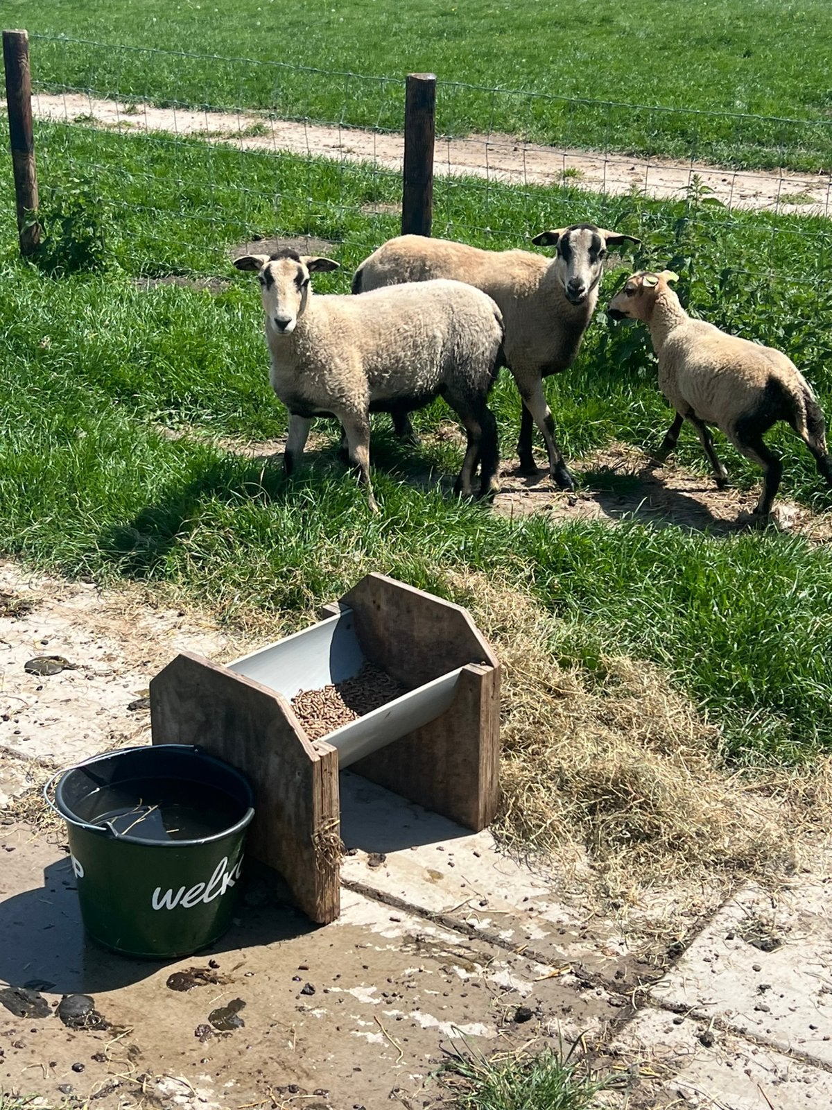 3 mooie lammeren, Meerdere dieren, Schaap