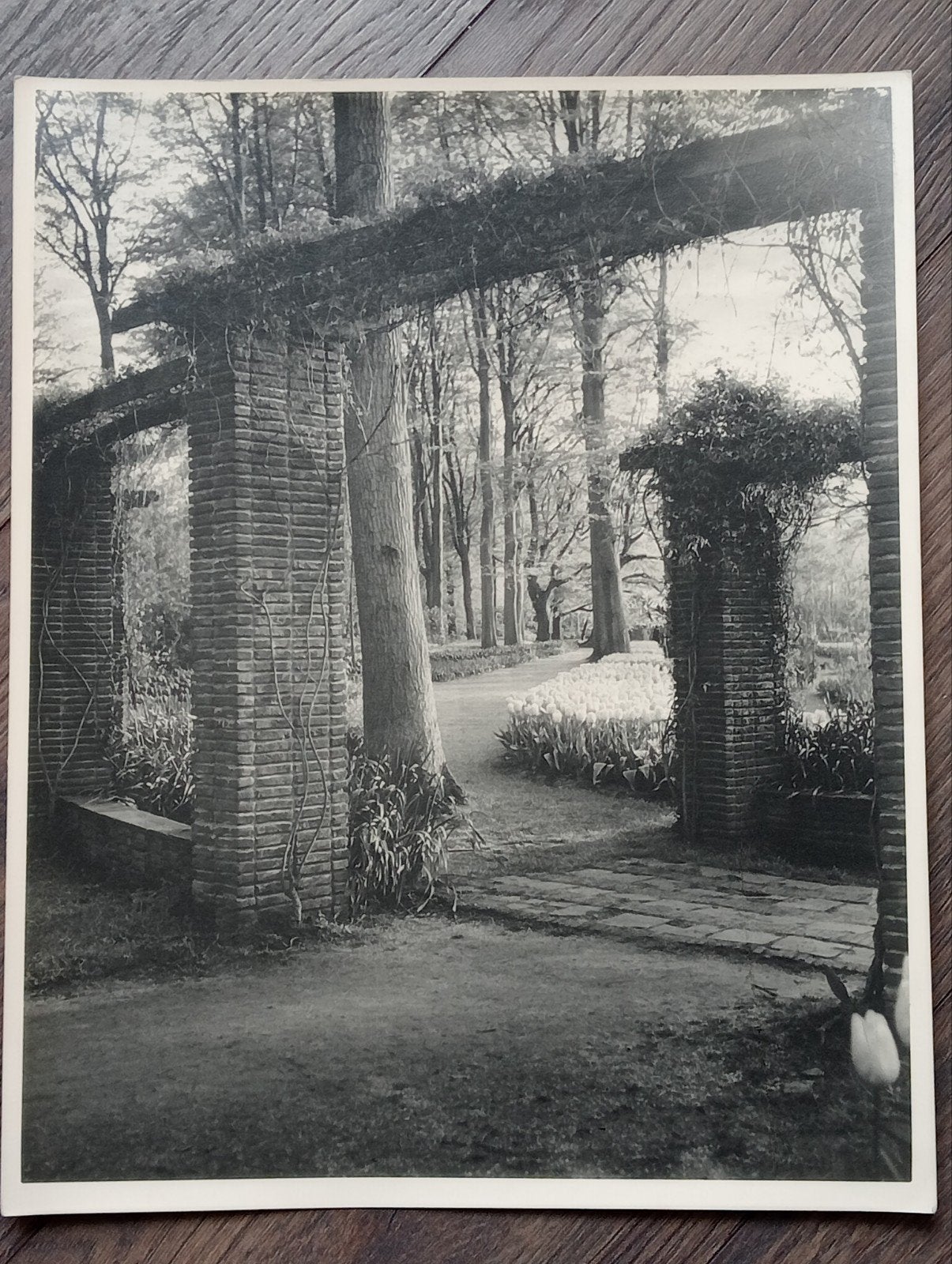 Oude foto Keukenhof Piet Pijnenburg, Ophalen of Verzenden, Voor 1940, Gebruikt, Overige onderwerpen