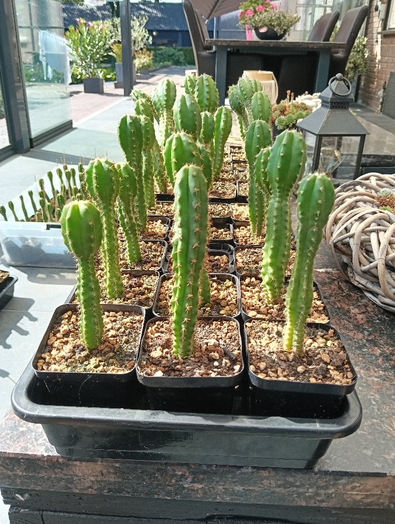 San Pedro cactus 15 - 20 cm (met mescaline), Verzenden, Cactus, Minder dan 100 cm, Volle zon