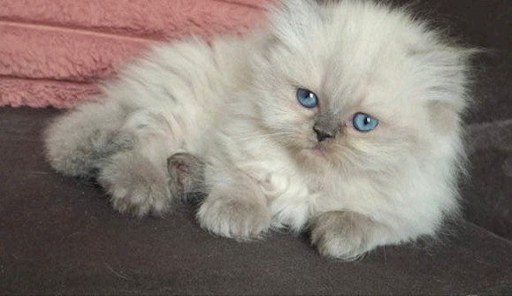 Mooi Brits meisje met lang haar Blue Colourpoint..️, Poes