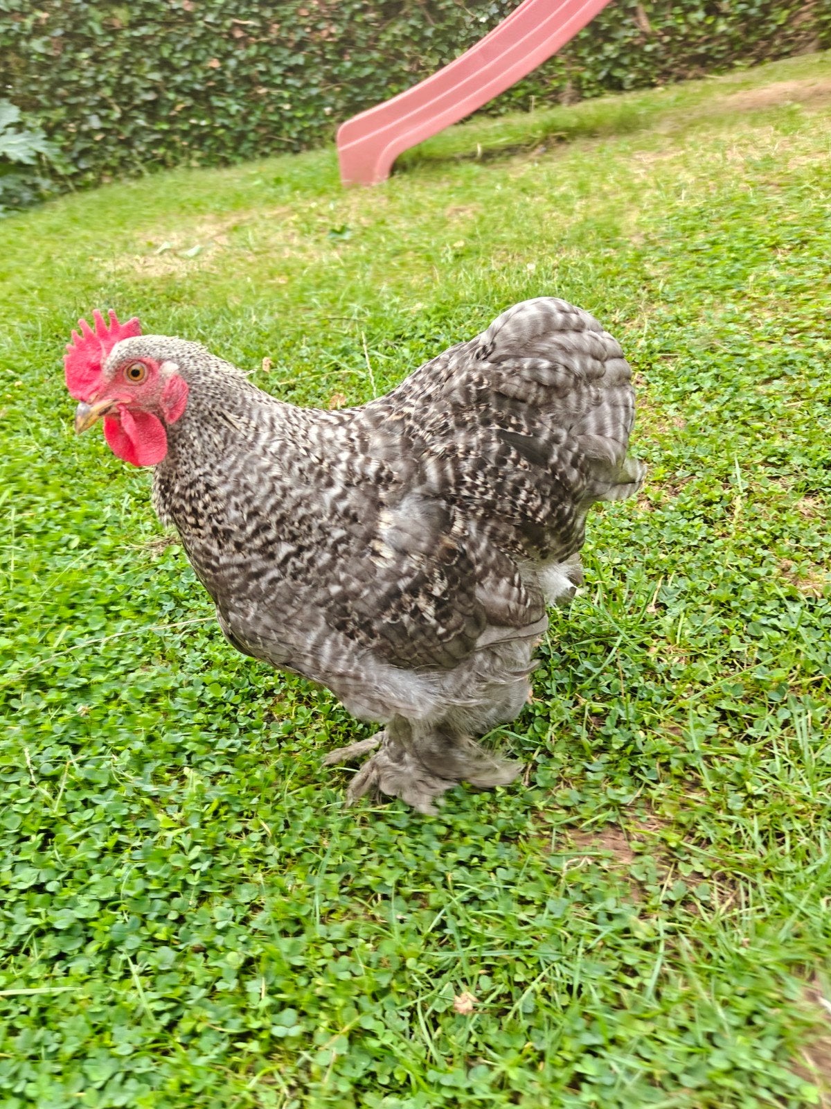 Cochin haantje, Mannelijk, Kip
