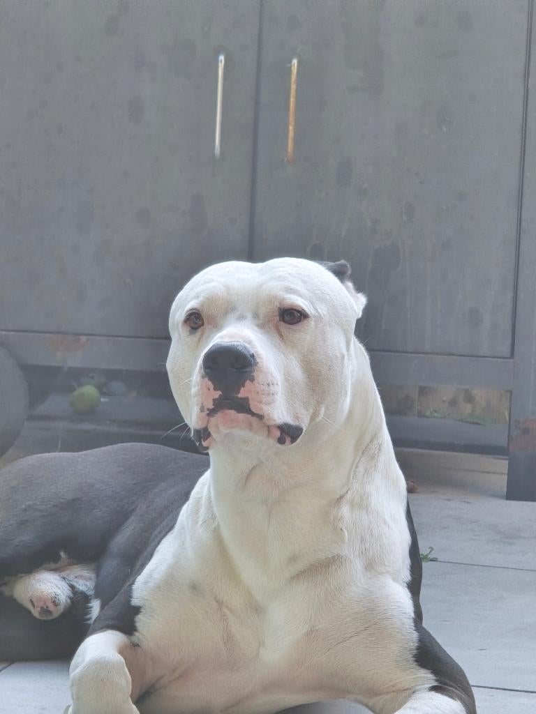 Dekreu amstaf 3 jaar, Dieren en Toebehoren, Reu, Parvo, Eén hond, 3 tot 5 jaar
