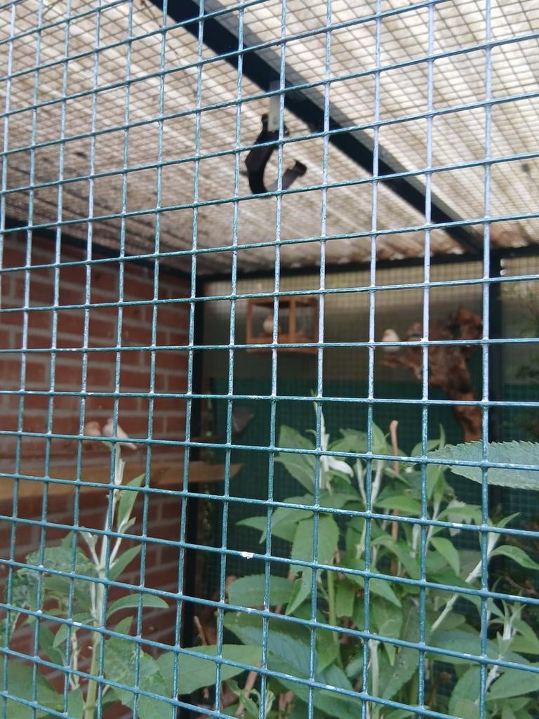 Zebravinken te koop 5euro, Dieren en Toebehoren, Vogels | Overige Vogels, Meerdere dieren, Tropenvogel, Geringd