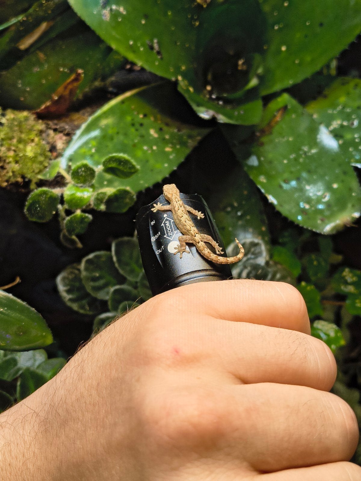 Rouwgekko's te koop diverse maten, Dieren en Toebehoren, Amfibie, 0 tot 2 jaar