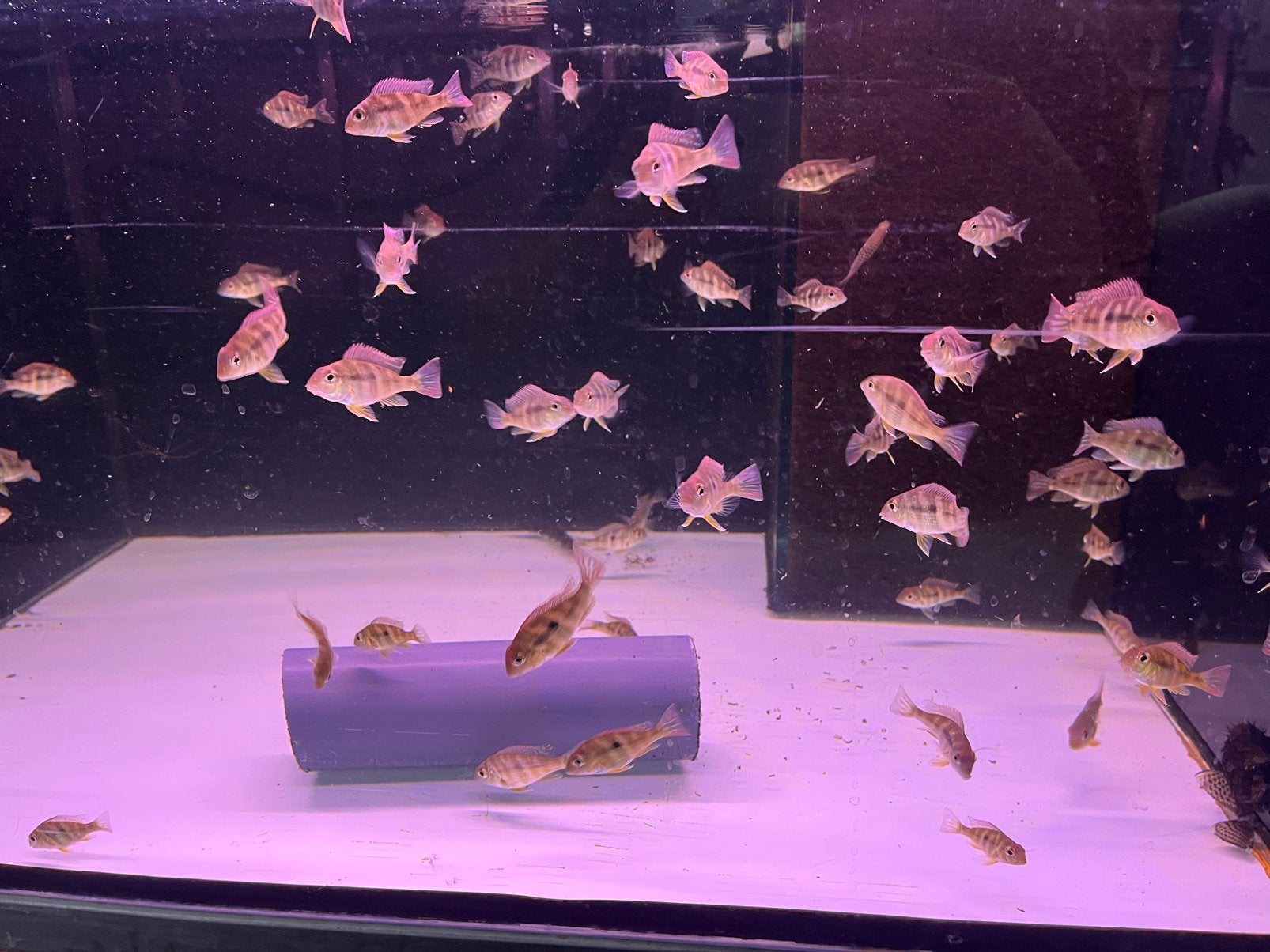 Geophagus megasema, Vis
