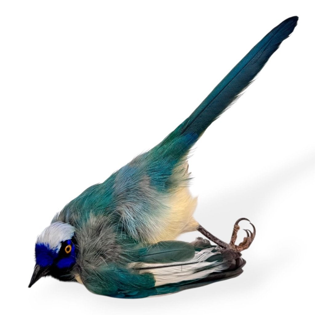 Recent Opgezette Incagaai, Verzamelen, Ophalen of Verzenden, Nieuw, Vogel, Opgezet dier