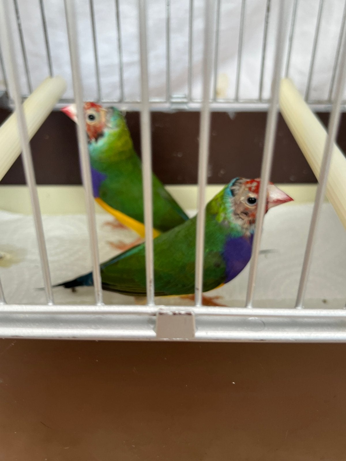 2 gould amadine mannen, Dieren en Toebehoren, Mannelijk