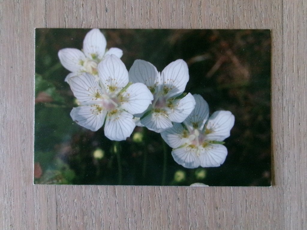 Bloem, Verzenden, 1980 tot heden, Ongelopen, Natuur