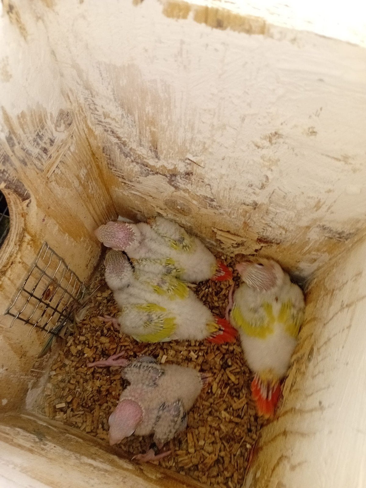 Pyrrhura, Dieren en Toebehoren, Vogels | Parkieten en Papegaaien, Meerdere dieren, Parkiet