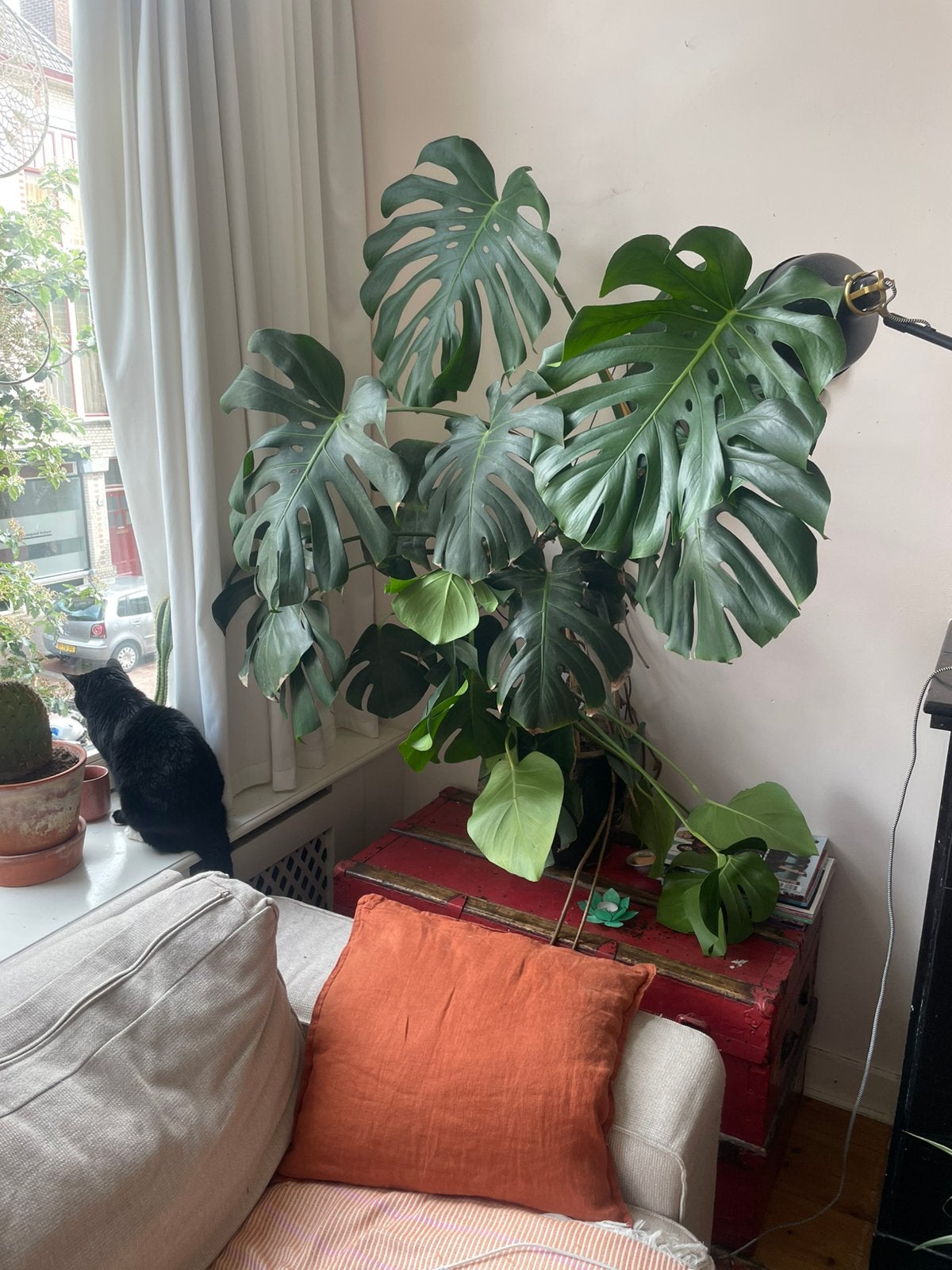 Monstera, vingerplant, gatenplant, Huis en Inrichting, Kamerplanten, Ophalen of Verzenden, Halfschaduw, Minder dan 100 cm