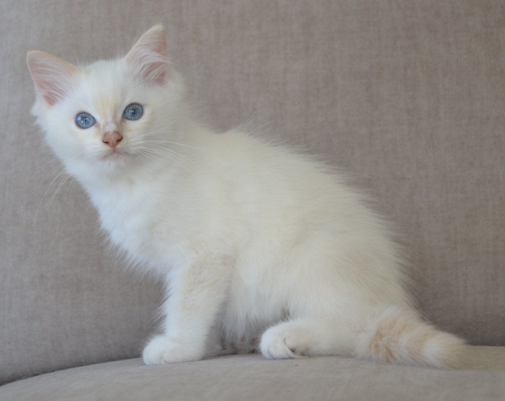 Ragdoll kittens lilac en cream point, Kater, Gechipt, 0 tot 2 jaar