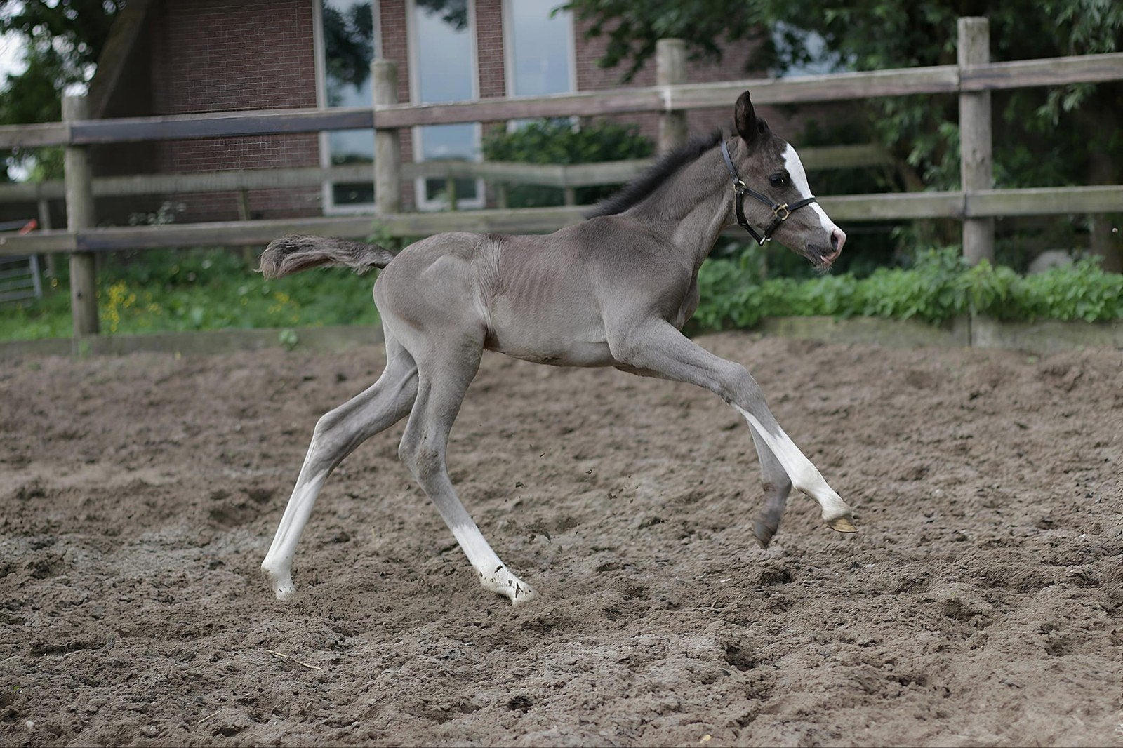 Diverse Arabische volbloeden te koop, Minder dan 160 cm, Met stamboom, 0 tot 2 jaar, Westernpaard