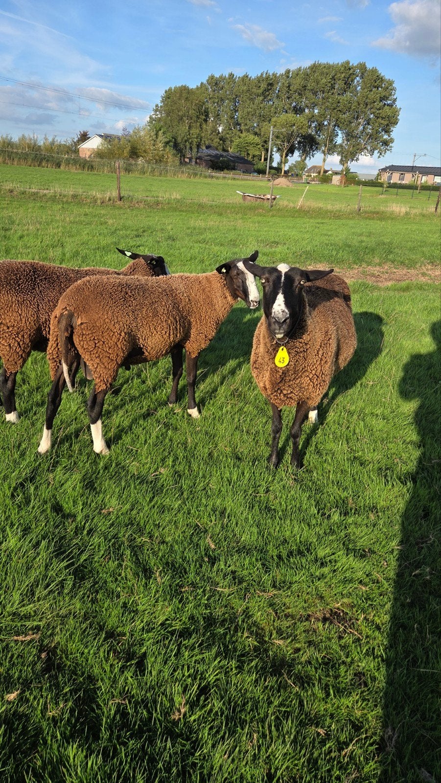 zwartbles schapen, Dieren en Toebehoren, Meerdere dieren, Schaap
