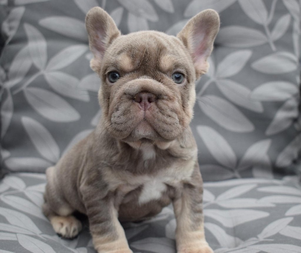 Franse Bulldog Puppys, CDV (hondenziekte), 8 tot 15 weken, Bulldog, Meerdere