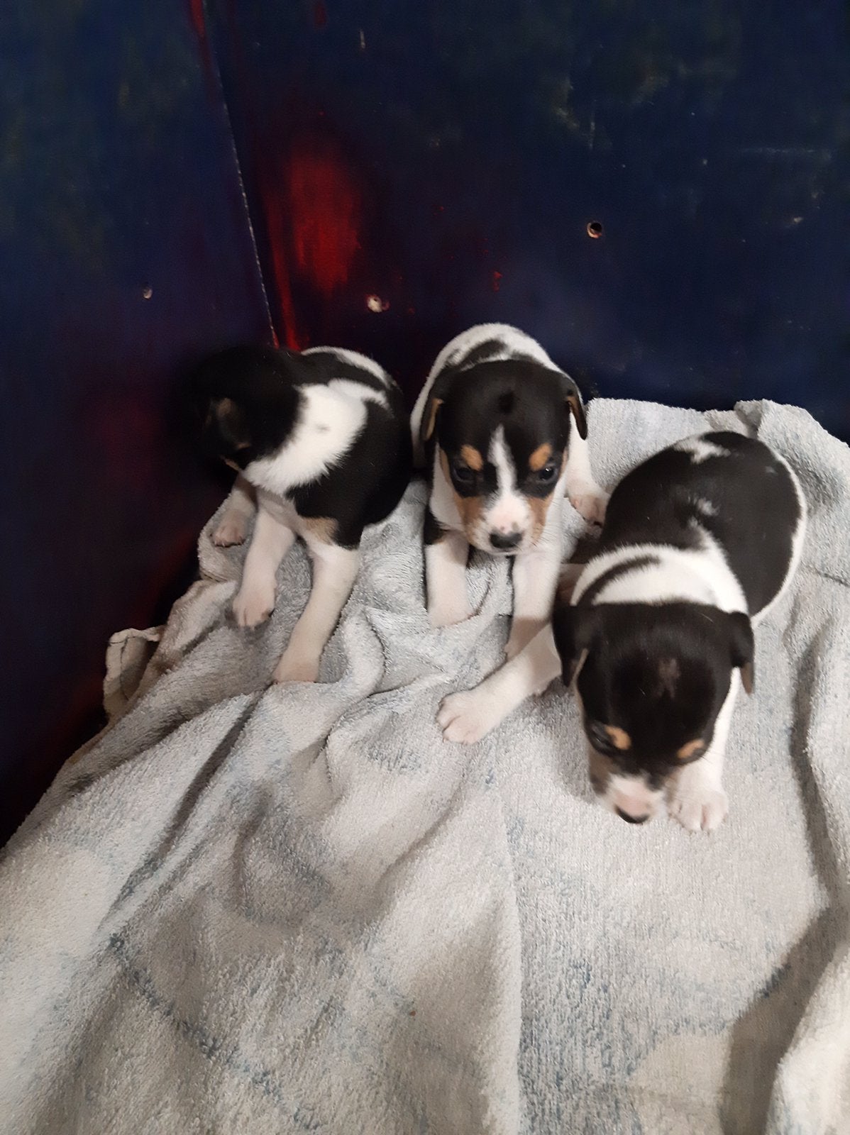 Boerenfox, Dieren en Toebehoren, Honden | Niet-rashonden, 8 tot 15 weken, Meerdere, Meerdere dieren, Middel