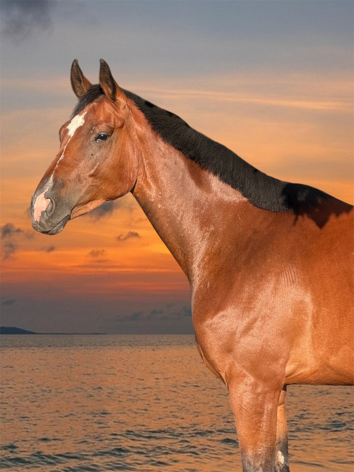 ️⚜️Subliem Duits Oldenburg merrie Benicio X Licotus⚜️, Dieren en Toebehoren, Pony's, Merrie, Onbeleerd, E pony (1.48m - 1.57m)