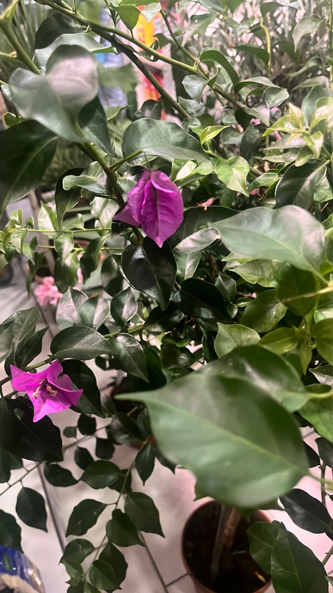 Mooie bougainville in pot 140 hoog, Tuin en Terras, Ophalen, Overige soorten, Volle zon