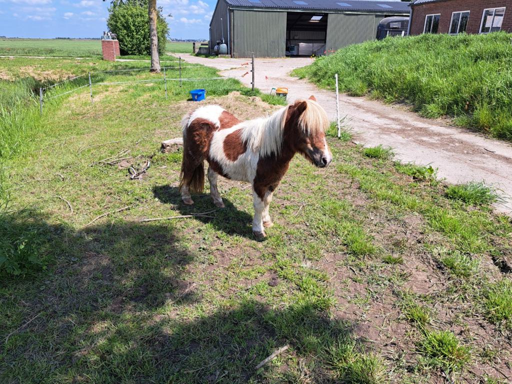 Nieuwe pony op oude adver mooie roodbonte Shetlander merrie., Merrie, A pony (tot 1.17m)