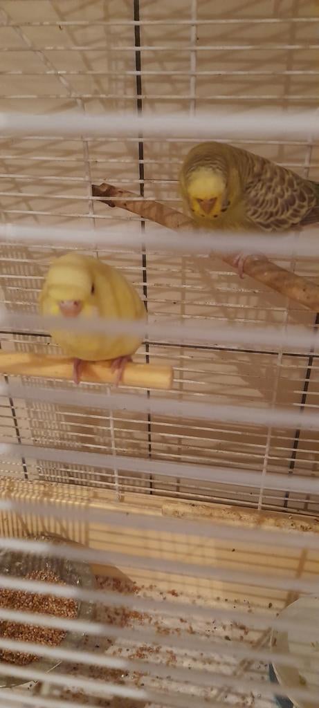 Jonge parkieten 2x pop, Dieren en Toebehoren, Vogels | Kanaries, Vrouwelijk, Kleurkanarie