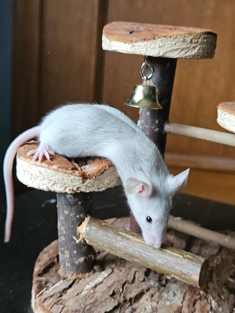 5 tamme muizen dames, Dieren en Toebehoren, Knaagdieren, Maart, Muis, Vrouwelijk, Tam