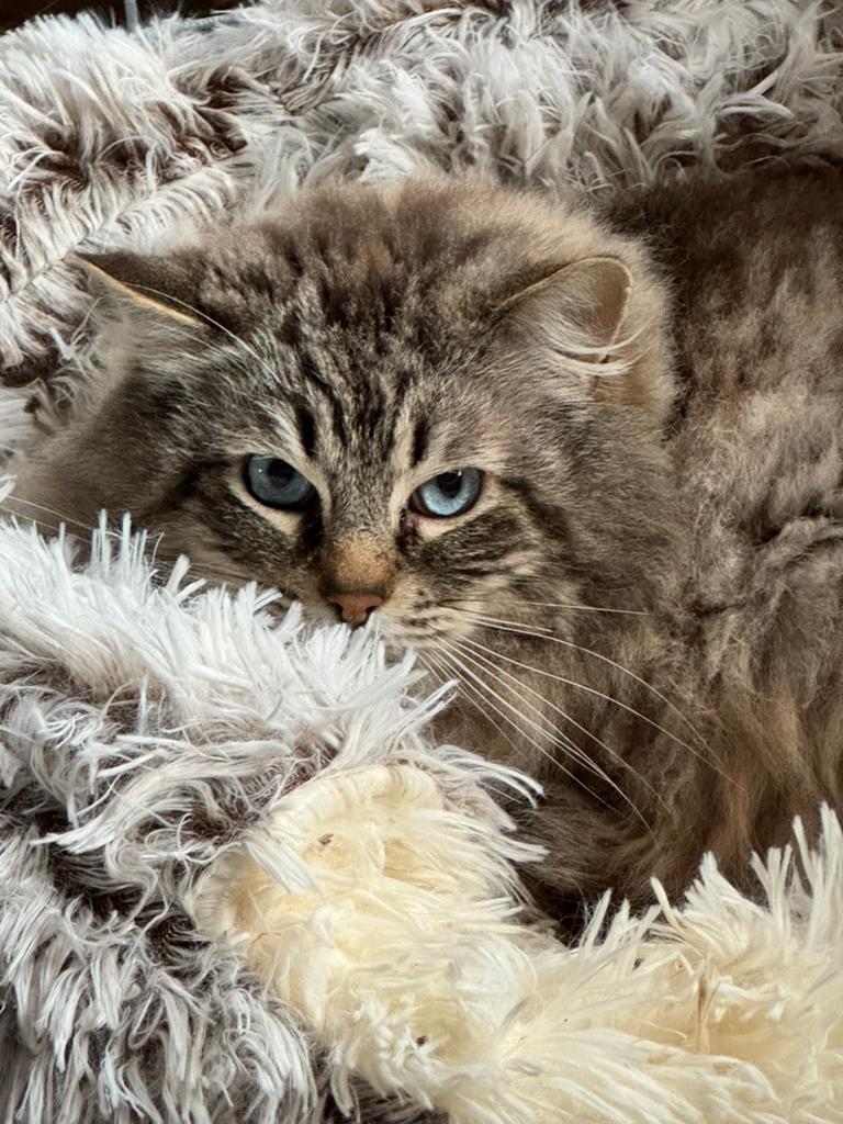 Hele mooie ragdol dek kater, Dieren en Toebehoren, Katten en Kittens | Overige Katten, Meerdere dieren