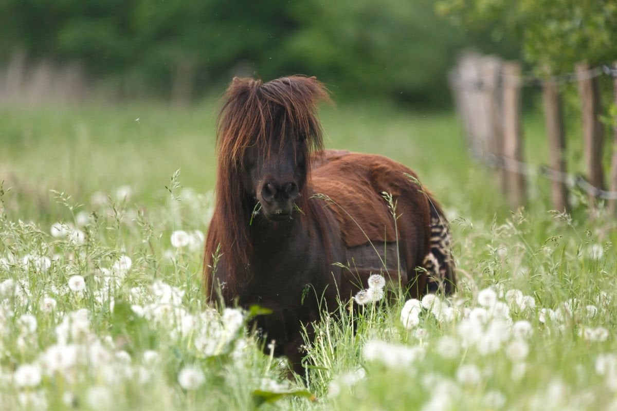 Gezocht shetlander pony, Dieren en Toebehoren, Paarden en Pony's | Verzorgingsproducten, Ophalen of Verzenden, Nieuw