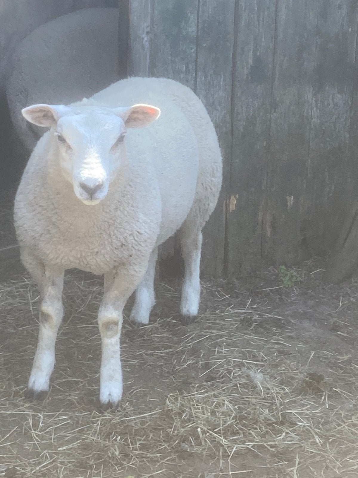 Texelaar/swifter ram lammeren, Mannelijk, Schaap