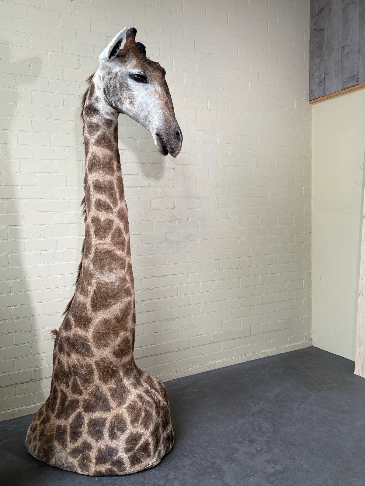 Giraffe schoudermontage - Unieke wanddecoratie, Ophalen, N, Zo goed als nieuw, K