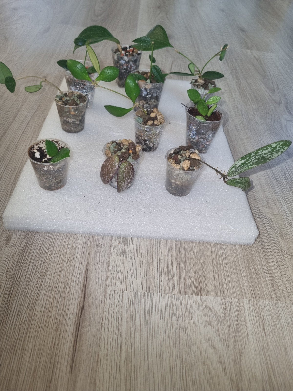 Hoya stekjes pakket 10x voor €25!, Huis en Inrichting, Ophalen of Verzenden, Halfschaduw, Minder dan 100 cm