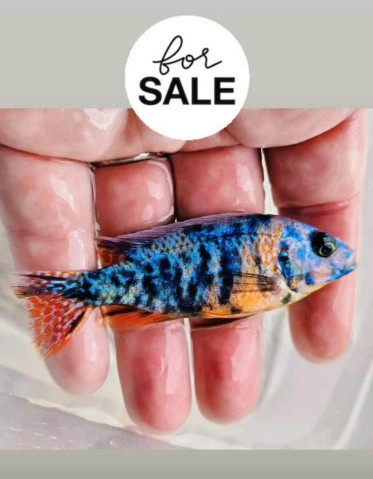 Rainbow OB > Fryeri Galaxy showman, Dieren en Toebehoren, Vissen | Aquariumvissen, Vis