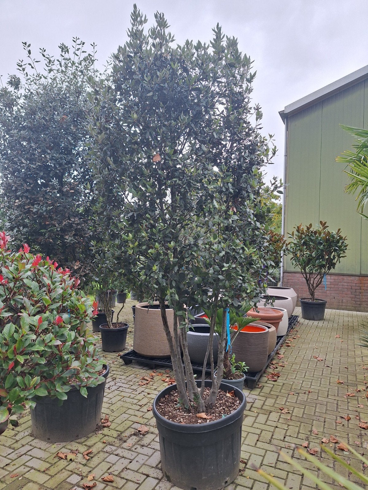 Exclusieve meerstammige steeneik, Quercus Ilex, Ophalen, Bloeit niet, Halfschaduw, Overige soorten