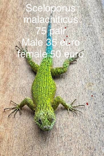 Smaragd groene stekelleguaantjes, Amfibie, 0 tot 2 jaar