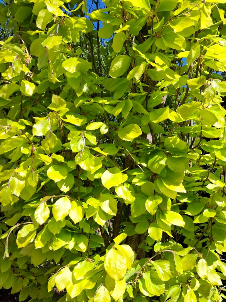 Groene Zuilbeuk - Fagus sylvatica 'Dawyck Gold' | 7+ meter, Tuin en Terras, Planten | Bomen, Bloeit niet, Zuilboom, 400 cm of meer