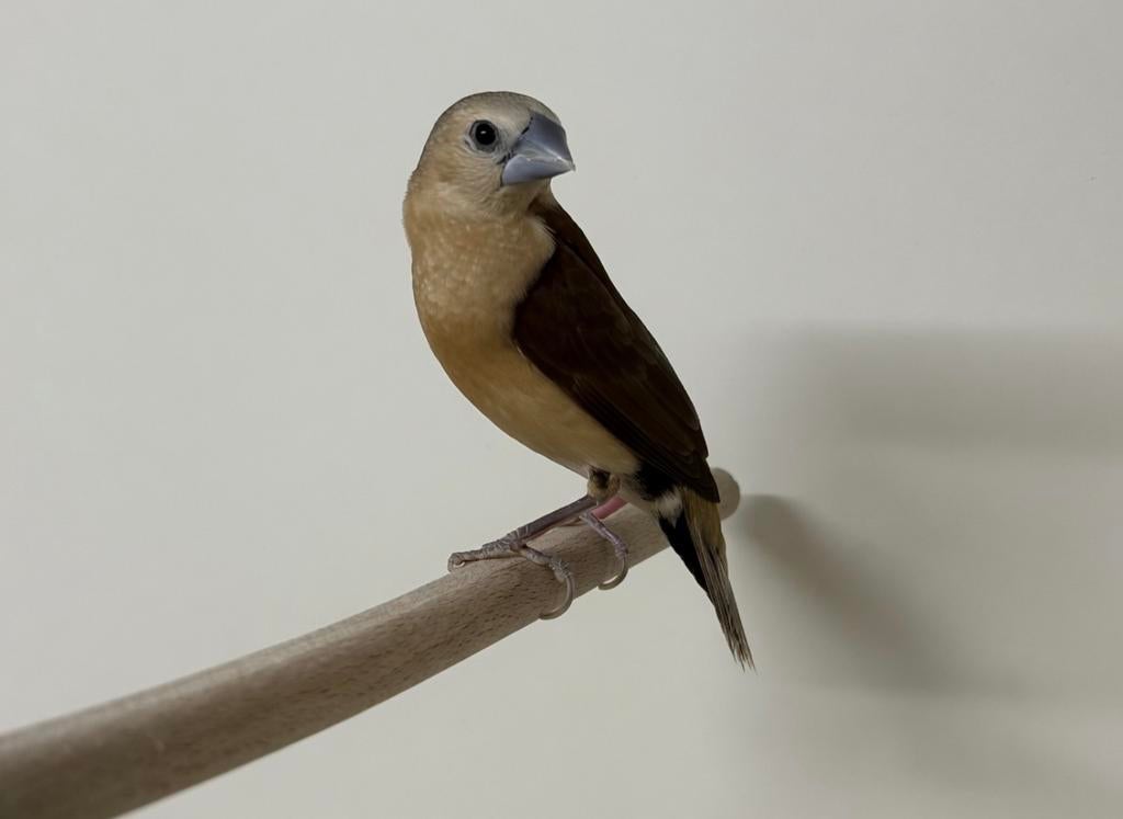 Losse mannen gele rietvink Lonchura flaviprymna, Dieren en Toebehoren, Vogels | Overige Vogels, Mannelijk, Geringd