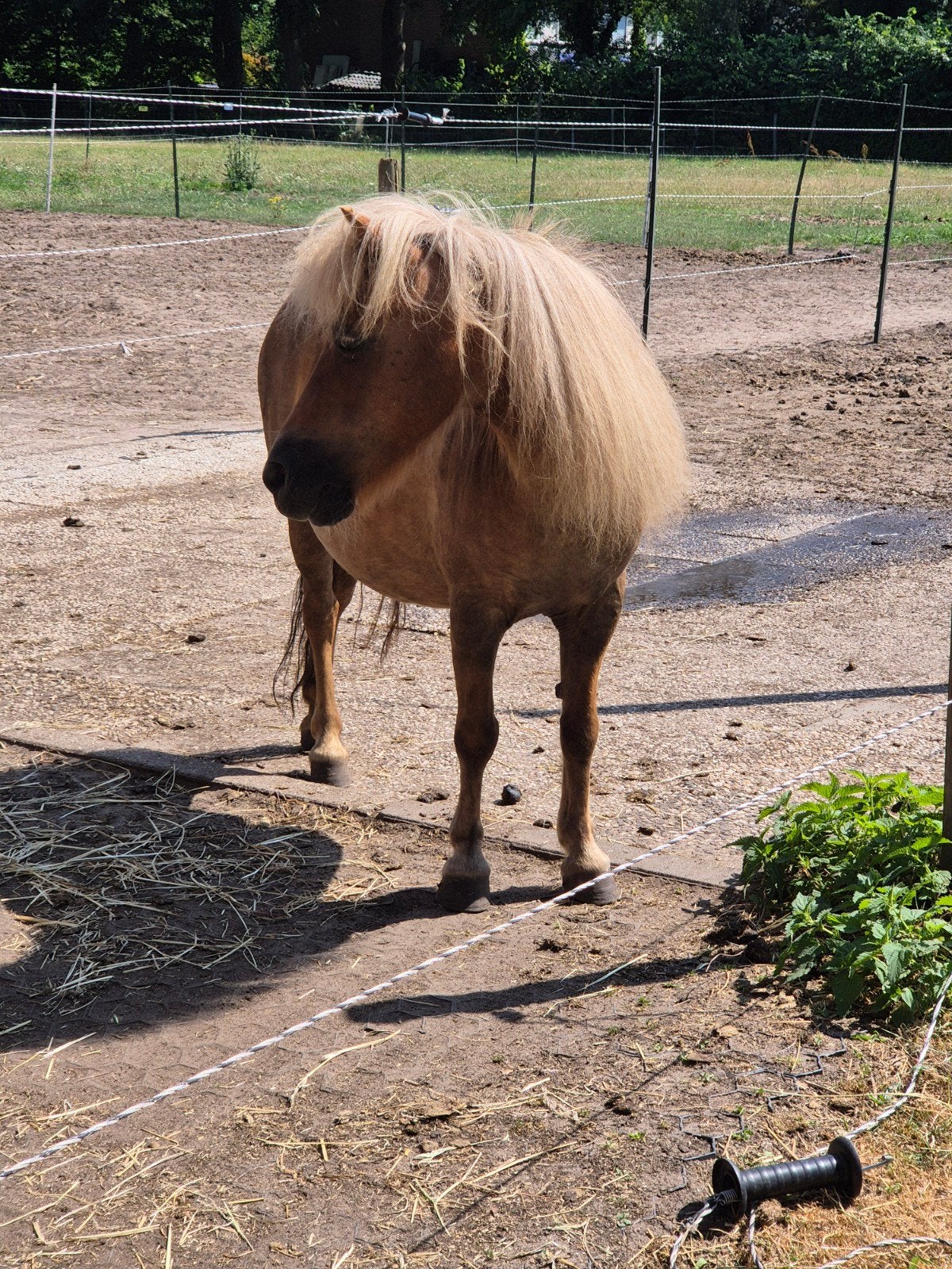Lieve stamboek merrie, Dieren en Toebehoren, Pony's, Merrie, A pony (tot 1.17m), 11 jaar of ouder, Met stamboom, Gechipt, Ontwormd
