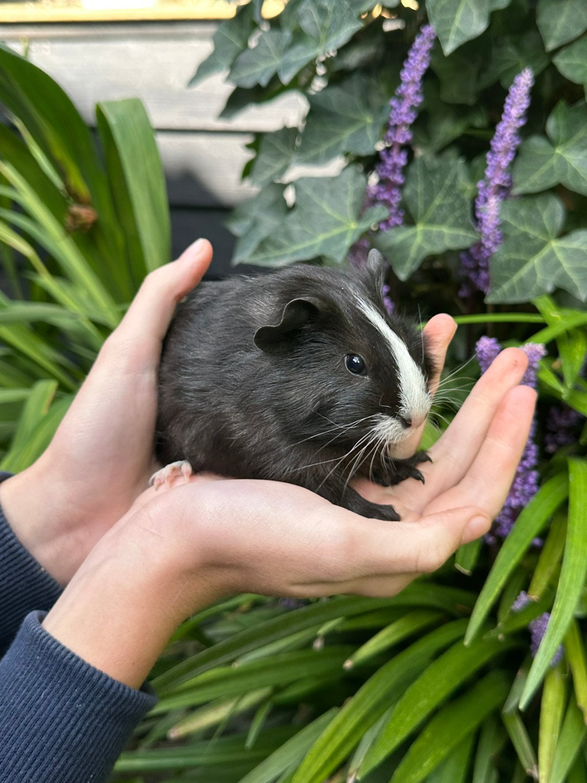 Lief jong Cavia zeugje Blacky zoekt gouden huisje, Dieren en Toebehoren, Cavia, Augustus, Vrouwelijk, Tam
