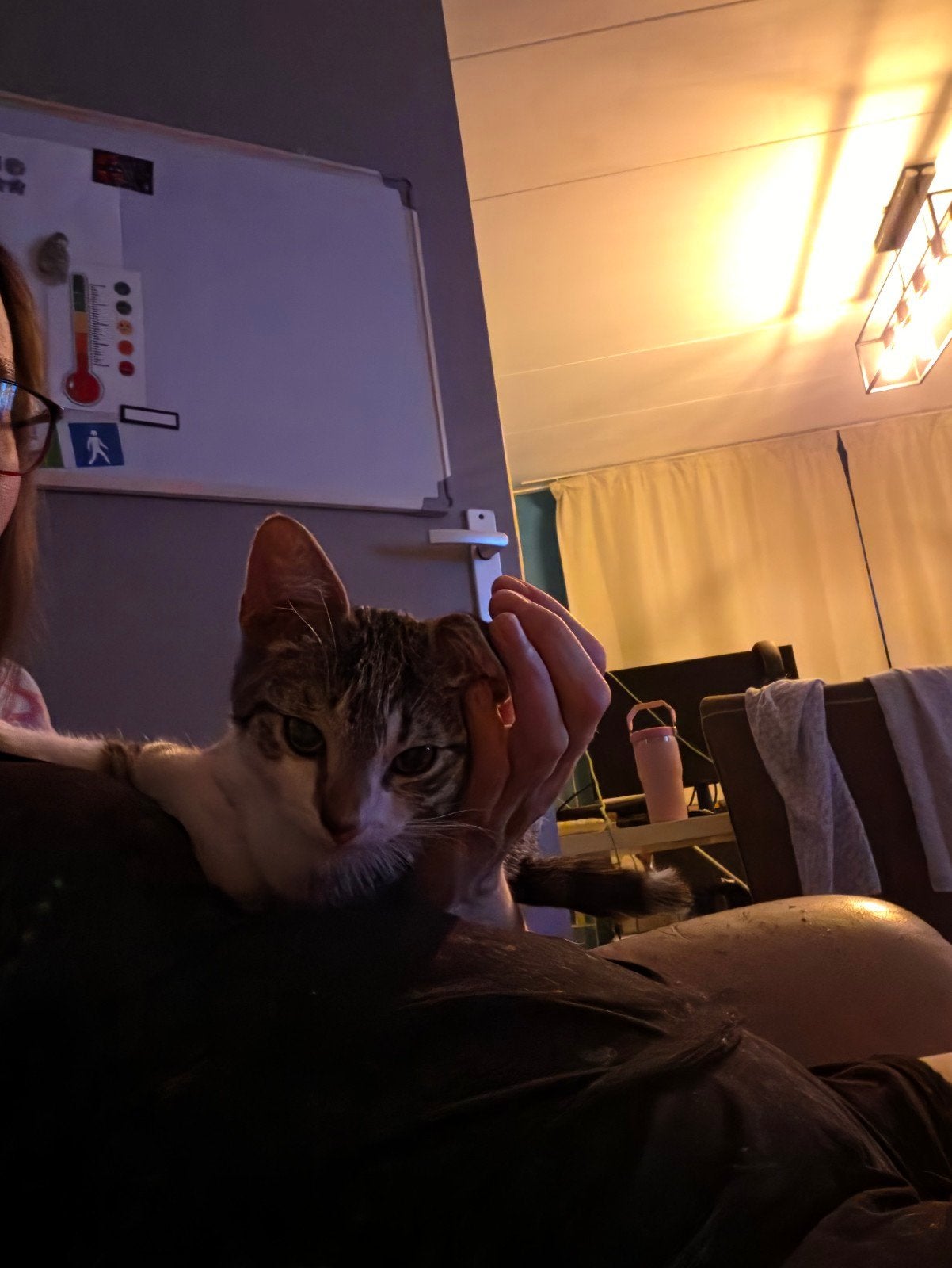 kittens gratis, Kater, Kortharig, 0 tot 2 jaar