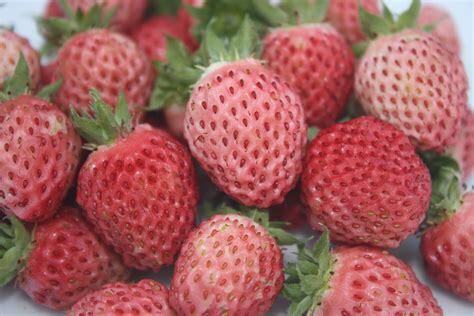 Bubbleberry aardbeienplanten, Tuin en Terras, Planten | Tuinplanten, Ophalen of Verzenden, Eenjarig, Overige soorten, Volle zon