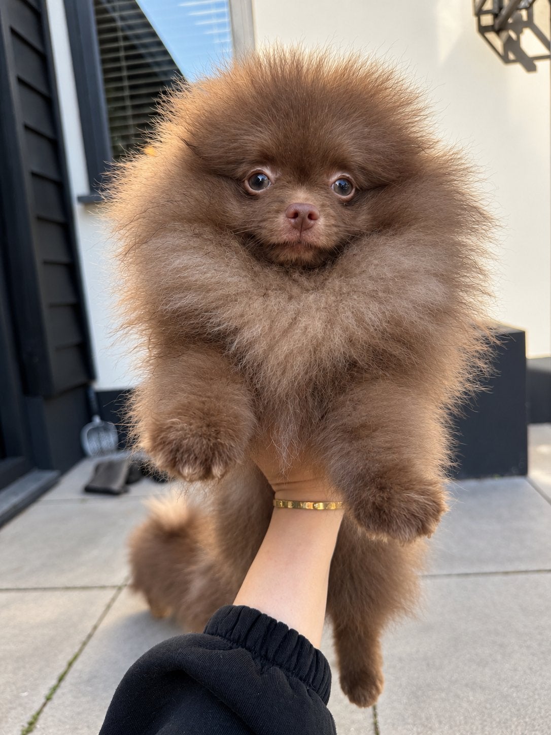 Choco pomeranian reu met stamboom 08-06-2026 pomeriaan, Dieren en Toebehoren, Keeshond, 15 weken tot 1 jaar, Reu, Buitenland