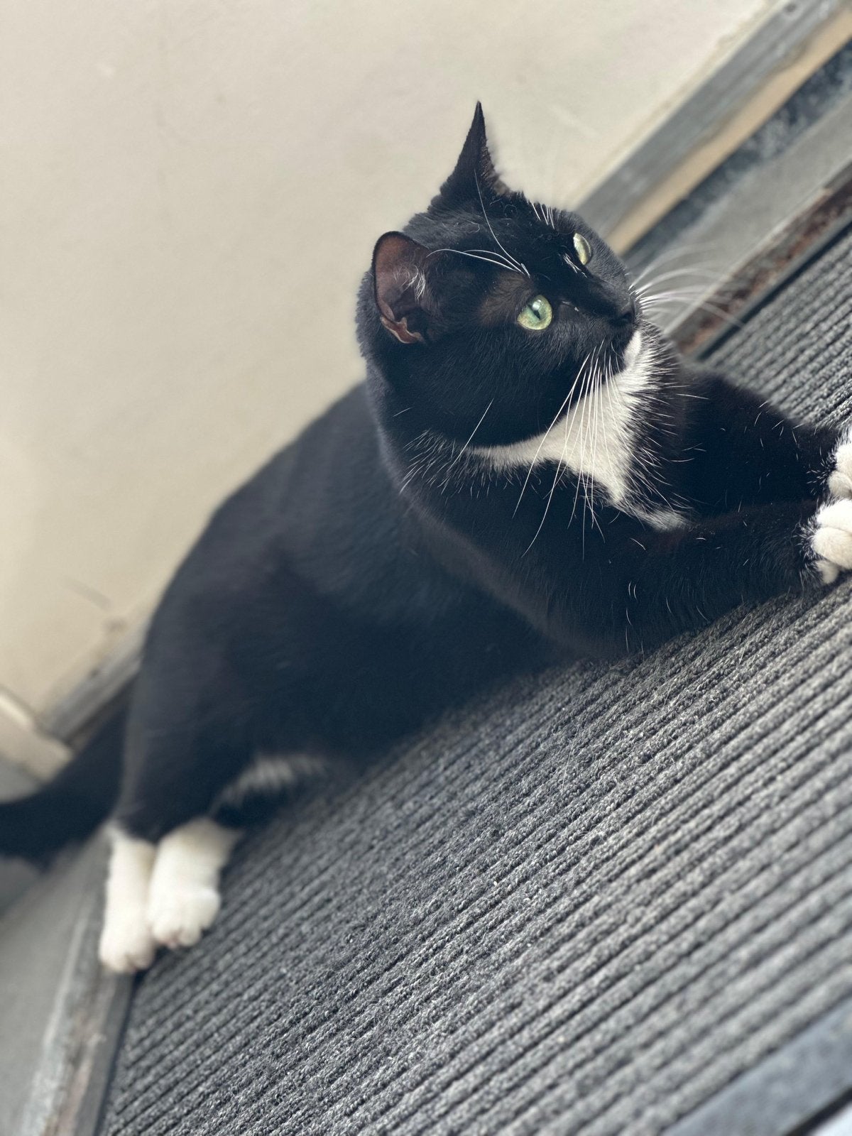 *Baasje gezocht* Zwarte Kortharige (Binnen)Poes met spullen, Poes, Kortharig, 3 tot 5 jaar