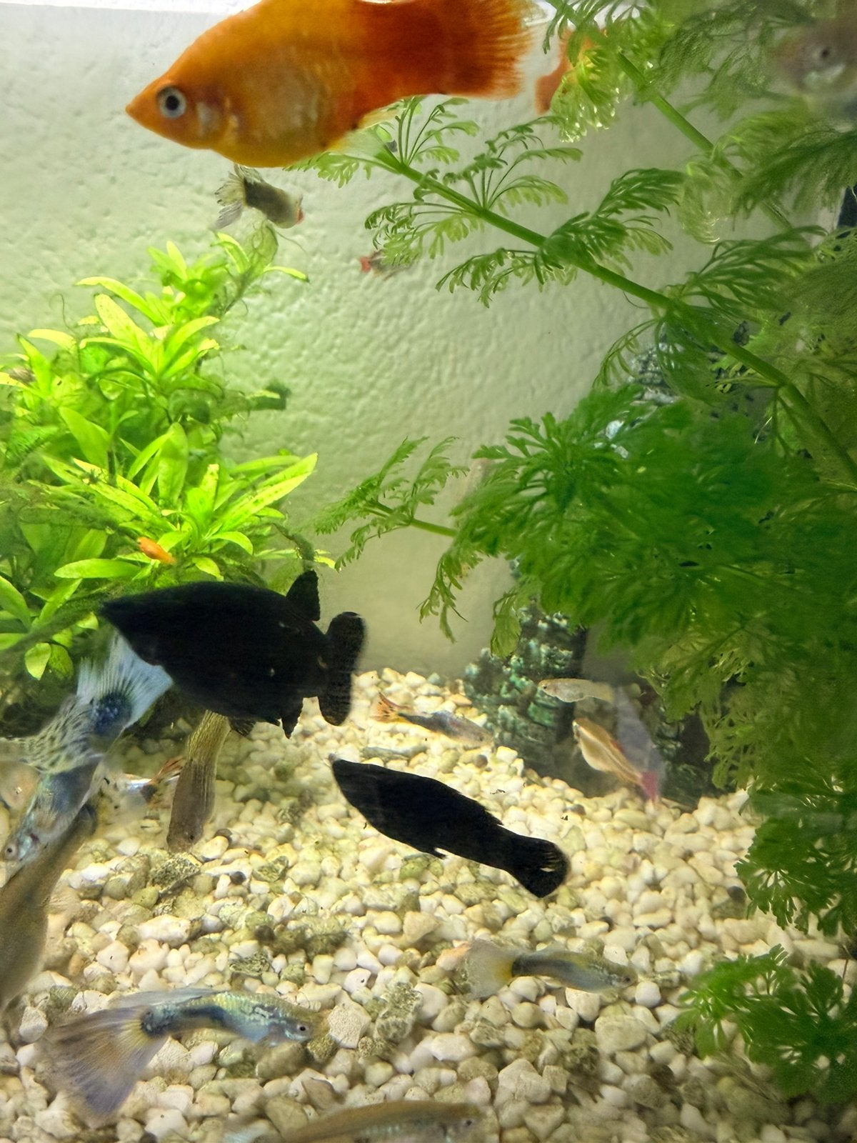 Black Molly’s en Guppy’s gratis, Dieren en Toebehoren, Vis