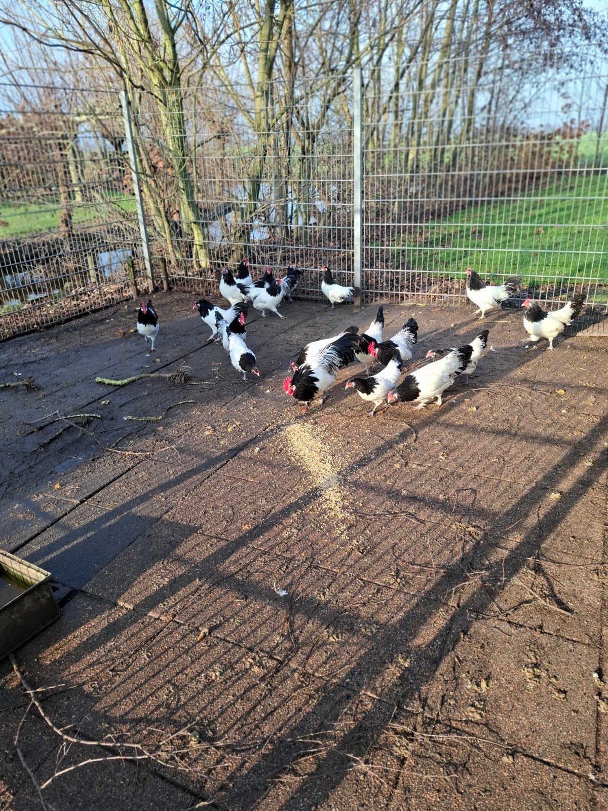 BevruchteLakenvelder eieren, Dieren en Toebehoren, Pluimvee, Geslacht onbekend, Kip