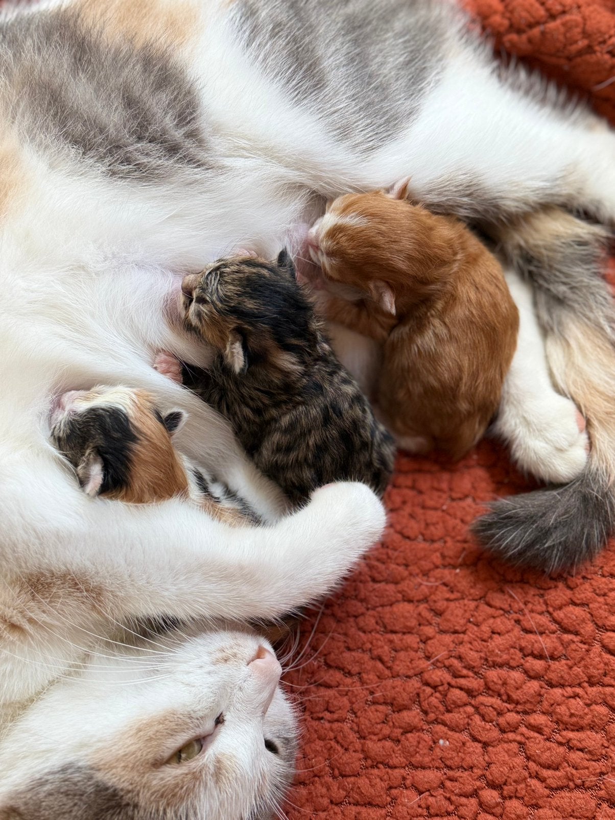 Onze Pip heeft 3 prachtige Kittens gekregen, Dieren en Toebehoren, Meerdere dieren